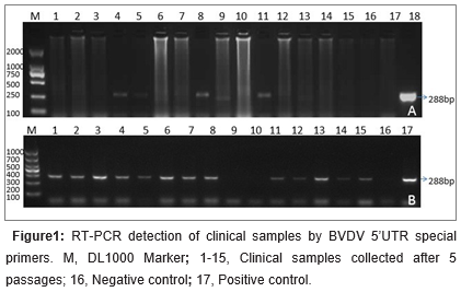 Novel Subgenotypes of Bovine Viral Diarrhea Virus based on 5’ UTR Molecular Epidemiology in Cattle from Huhhot of Inner Mongolia Autonomous Region, China