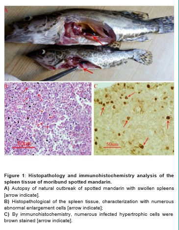 Immunological Prevention of an Emerging Red Sea Bream Iridovirus [RSIV] in Cage-Cultured Spotted Mandarin Siniperca Scherzeri in Dandong, Northeast China.