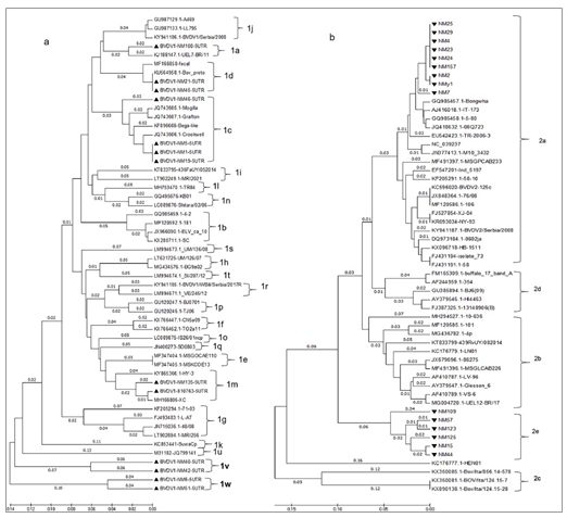 Novel Subgenotypes of Bovine Viral Diarrhea Virus based on 5’ UTR Molecular Epidemiology in Cattle from Huhhot of Inner Mongolia Autonomous Region, China