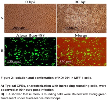 Immunological Prevention of an Emerging Red Sea Bream Iridovirus [RSIV] in Cage-Cultured Spotted Mandarin Siniperca Scherzeri in Dandong, Northeast China.