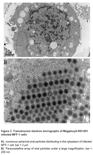 Immunological Prevention of an Emerging Red Sea Bream Iridovirus [RSIV] in Cage-Cultured Spotted Mandarin Siniperca Scherzeri in Dandong, Northeast China.