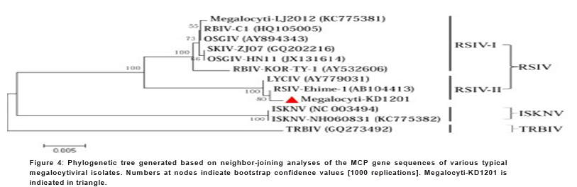 Immunological Prevention of an Emerging Red Sea Bream Iridovirus [RSIV] in Cage-Cultured Spotted Mandarin Siniperca Scherzeri in Dandong, Northeast China.