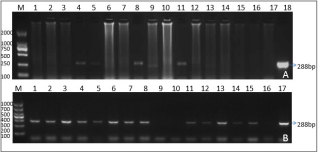 Novel Subgenotypes of Bovine Viral Diarrhea Virus based on 5’ UTR Molecular Epidemiology in Cattle from Huhhot of Inner Mongolia Autonomous Region, China